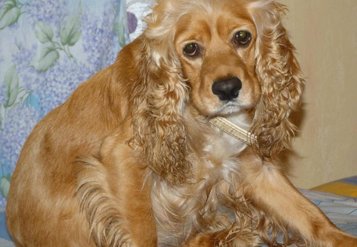 Русский охотничий спаниель - фото собаки. цены, отзывы, характер, описание породы от а до я