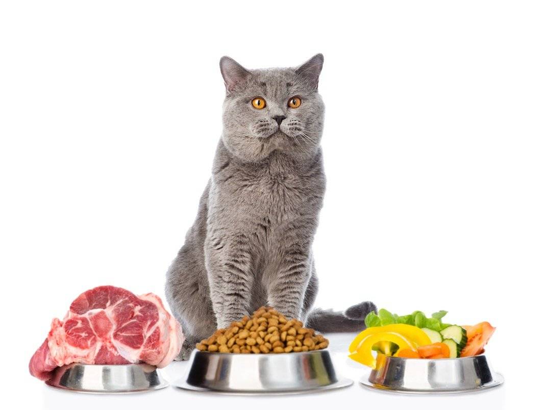 Как кормить кошку натуральной едой и рецепты домашнего корма