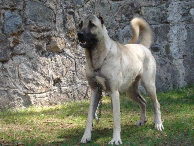 Собака кангальский карабаш * описание породы кангала