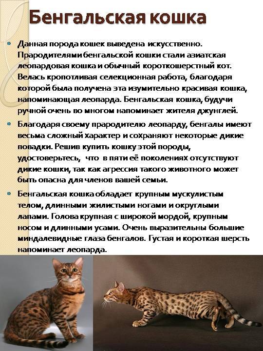 Кошки породы серенгети: происхождение и описание животного, питание и особенности разведения
