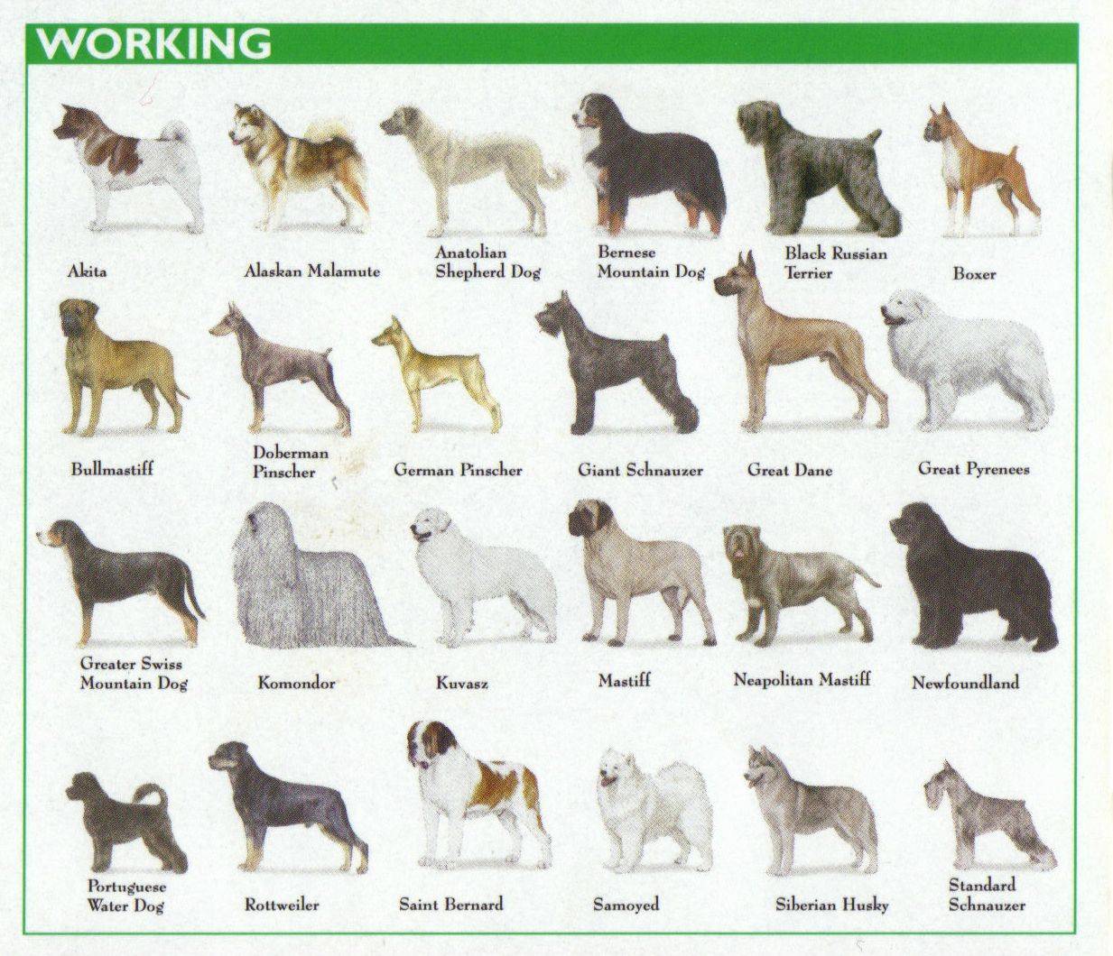Средние породы собак: список представителей с фотографиями, названиями, описаниями и ценами