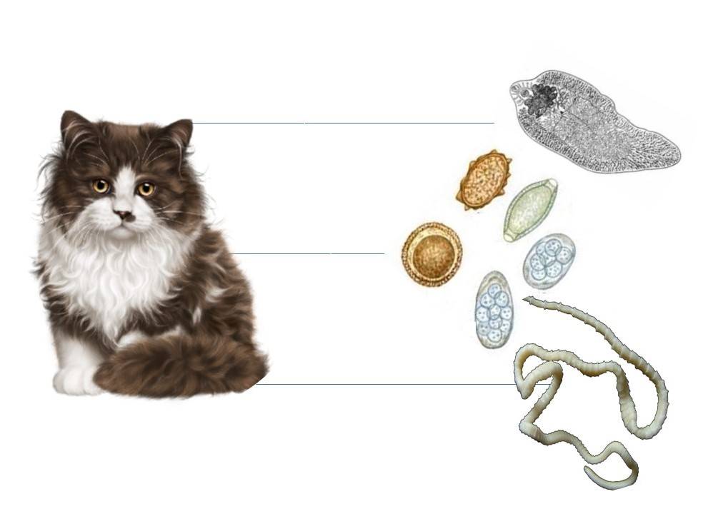 Паразитарные заболевания животных (кошек, собак) и их профилактика. лечение кошек и собак от паразитов