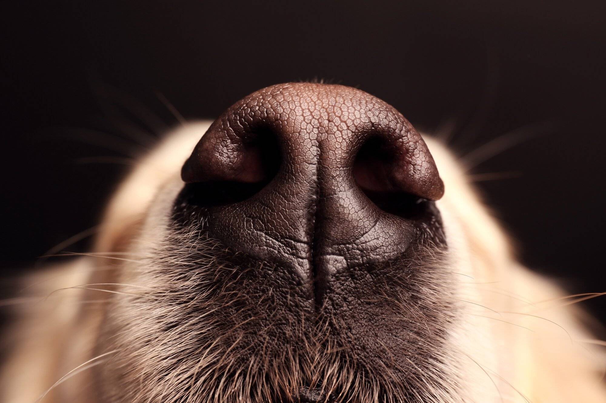 Отчего у собаки трескается нос: причины, симптомы и лечение