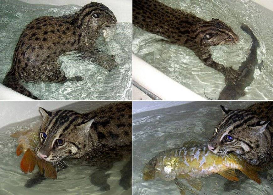 Виверровый кот-рыболов