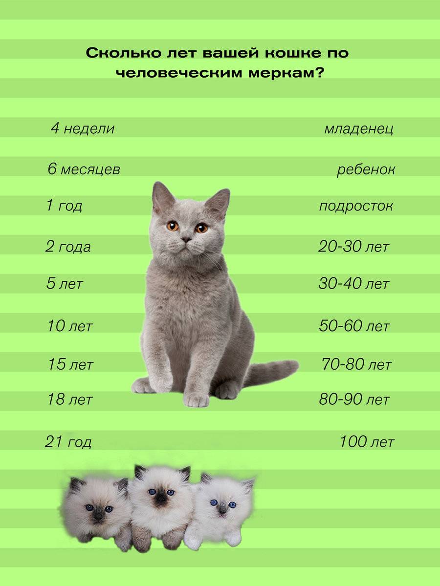 Сколько живут кошки: средняя продолжительность жизни стерилизованных, кастрированных и домашних котов