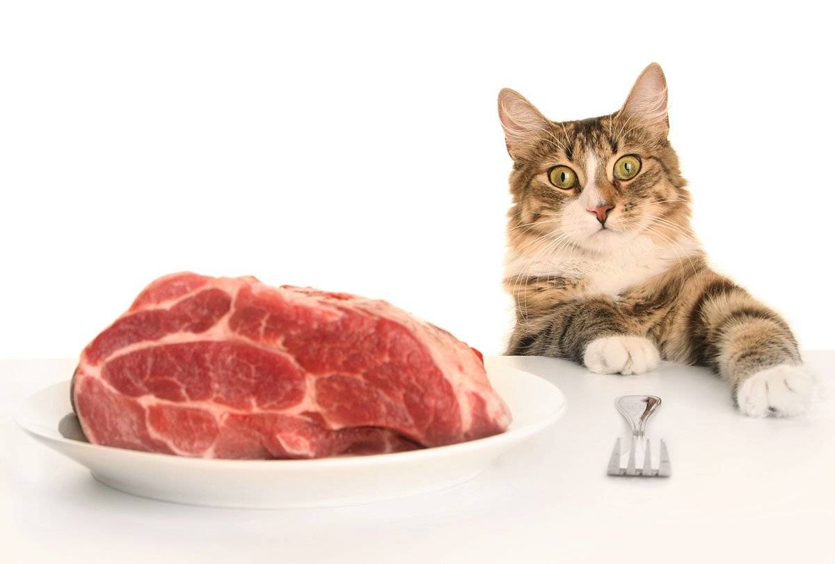 Можно ли кормить кошку сырым мясом: свининой, куриными шеями и головами