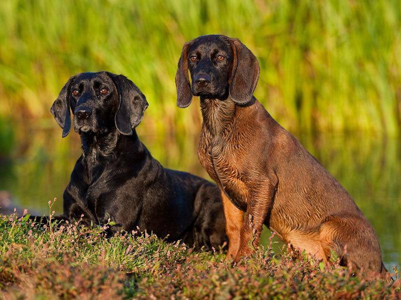 Собаки баварская гончая: описание, фото, характер и уход за породой