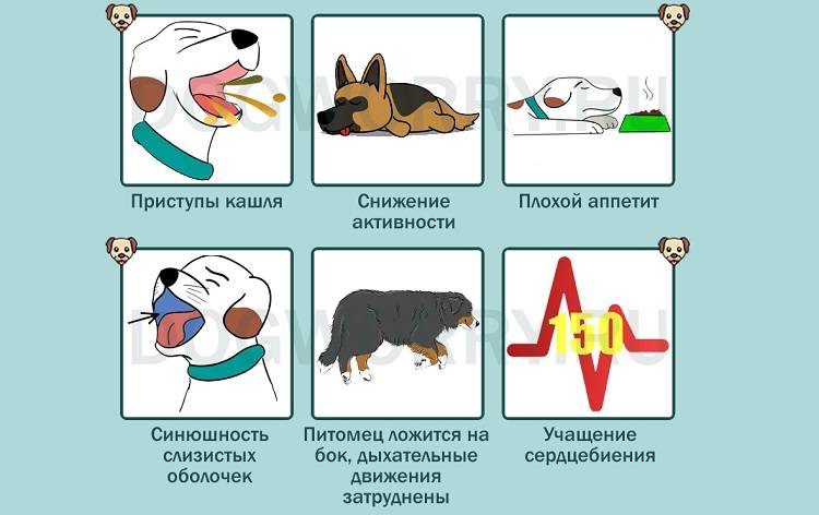Астма у собаки: симптомы, лечение, прогнозы на будущее