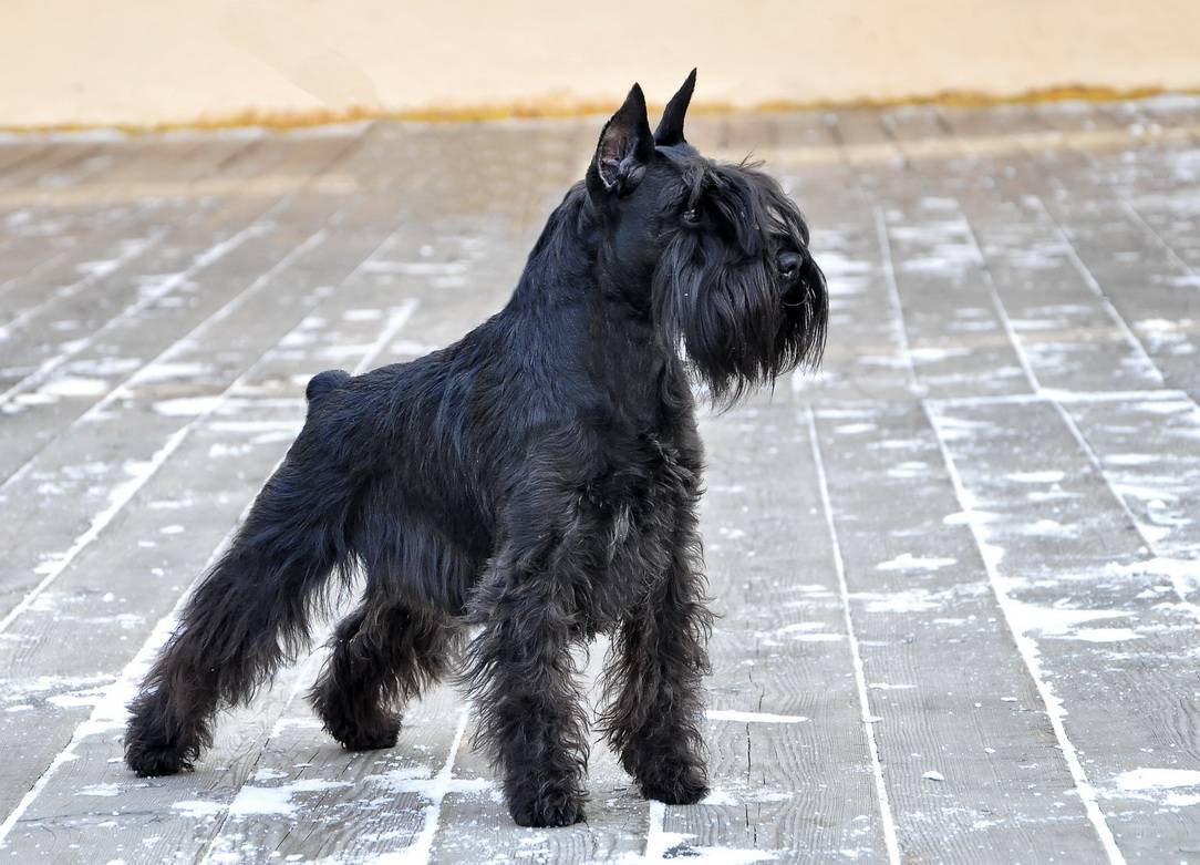 Миттельшнауцер — фото, описание и особенности породы собак