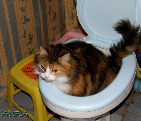 Запор у кошек:  симптомы и лечение в домашних условиях, корма