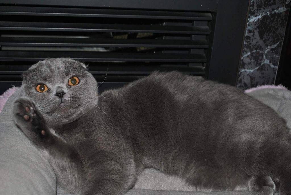 Шотландская вислоухая кошка (скоттиш-фолд): полный обзор породы