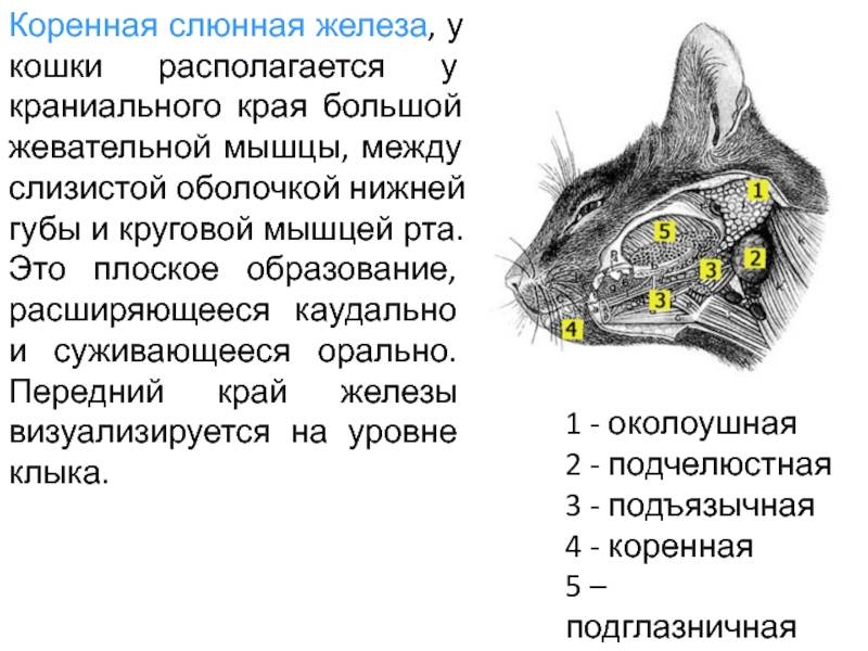 Почему у кота или кошки текут слюни изо рта (в том числе прозрачные как вода): причины слюнотечения, что делать и нужно ли лечить