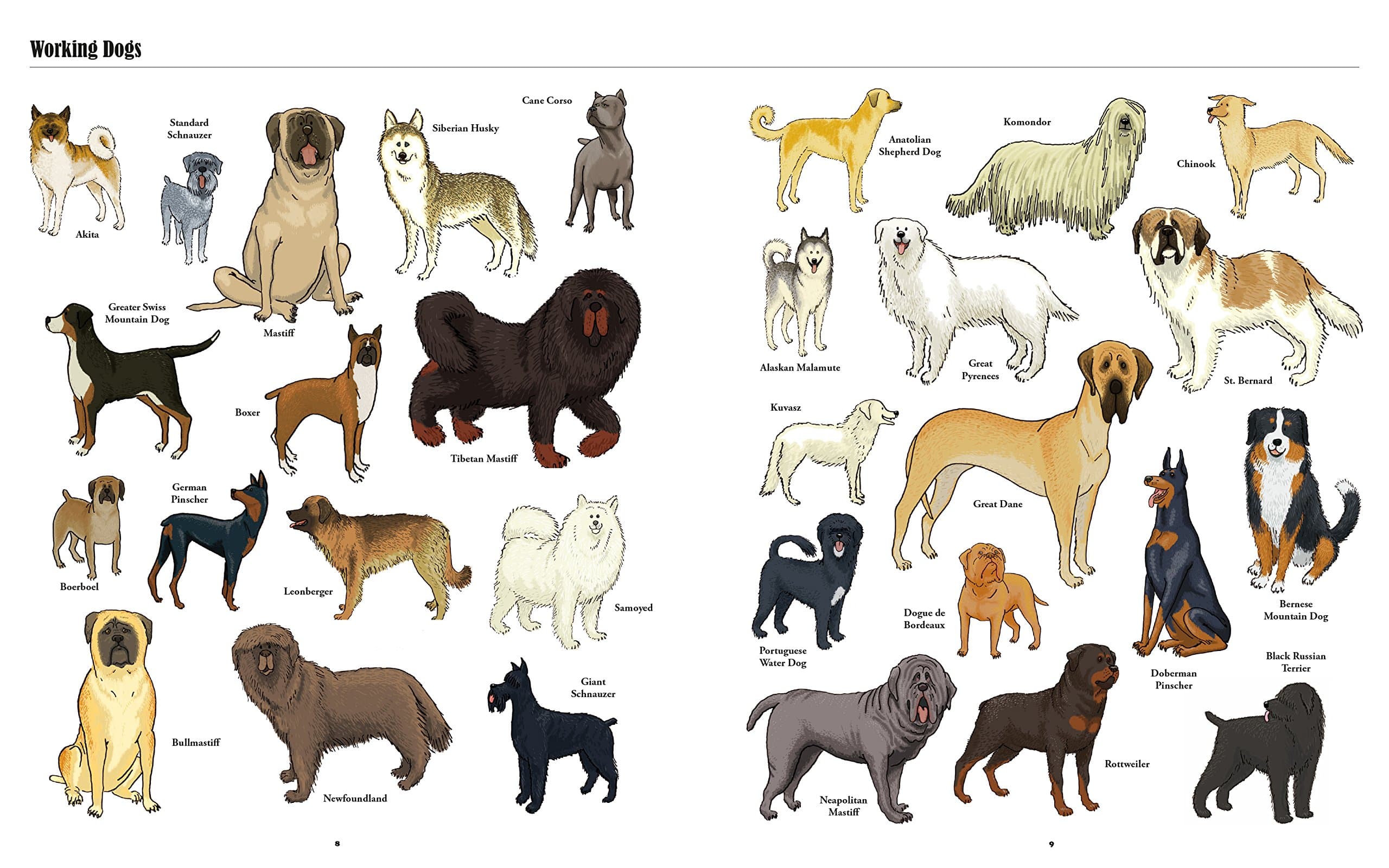 Породы собак, выведенные в россии, с фотографиями и названиями