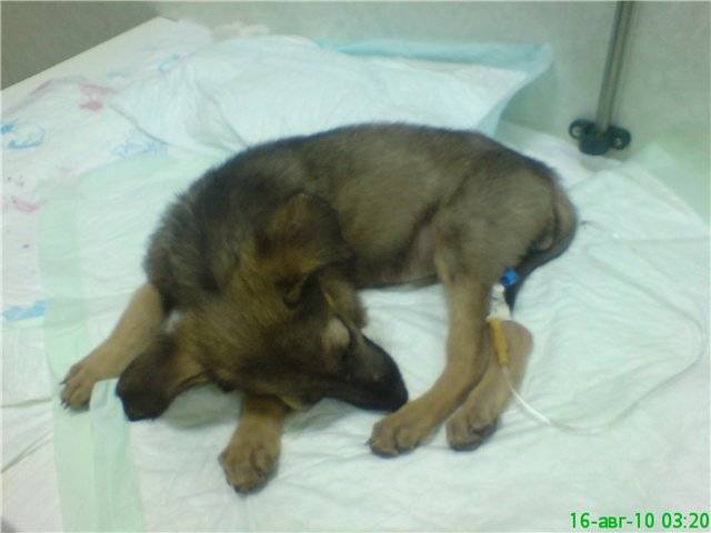 Энтерит у собак: симптомы, лечение, профилактика | forza10