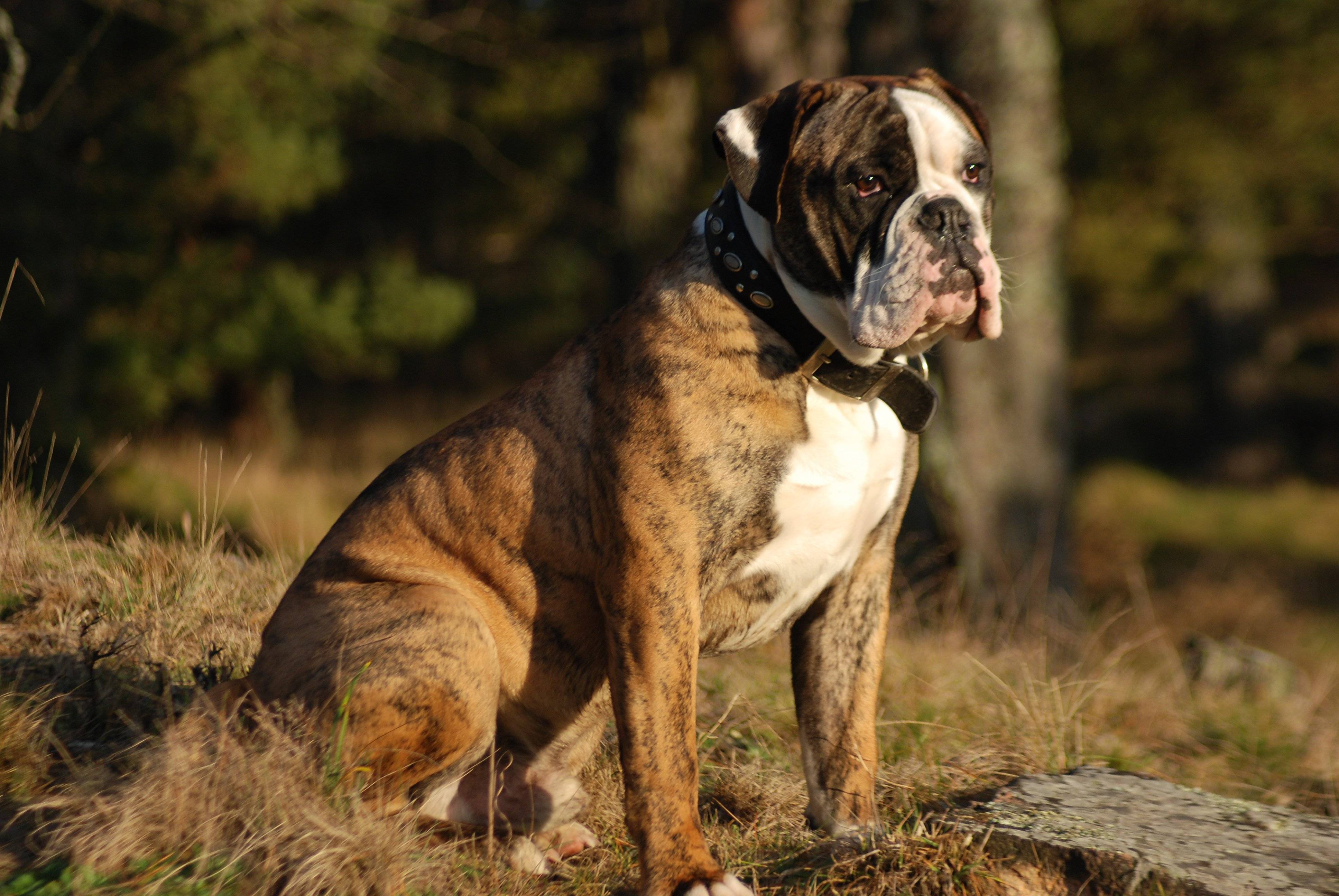 Английский бульдог: все о собаке, фото, описание породы, характер, цена