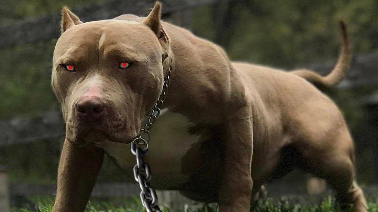 Топ 10 самых злых пород собак в мире