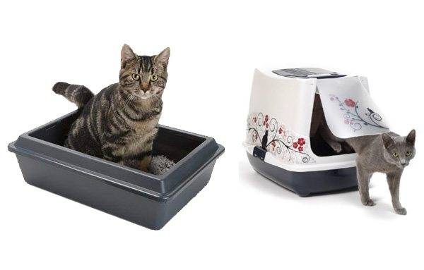 Лоток для кошки: виды кошачьих туалетов, как выбрать и использовать
