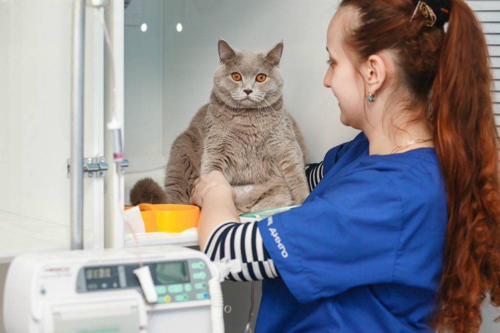 Сахарный диабет у кошек: симптомы, лечение, диета (чем кормить) - kotiko.ru