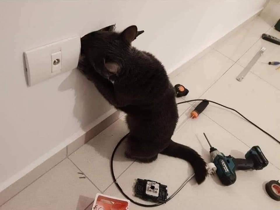 Как отучить кошку грызть провода и что делать если котенок грызет все подряд