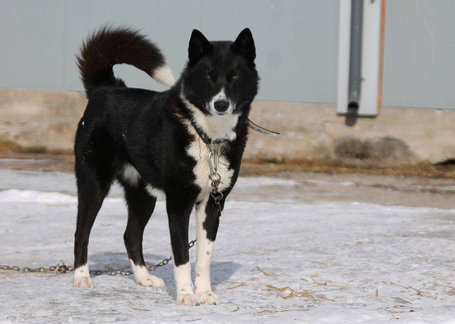 Описание породы собаки русско-европейская лайка