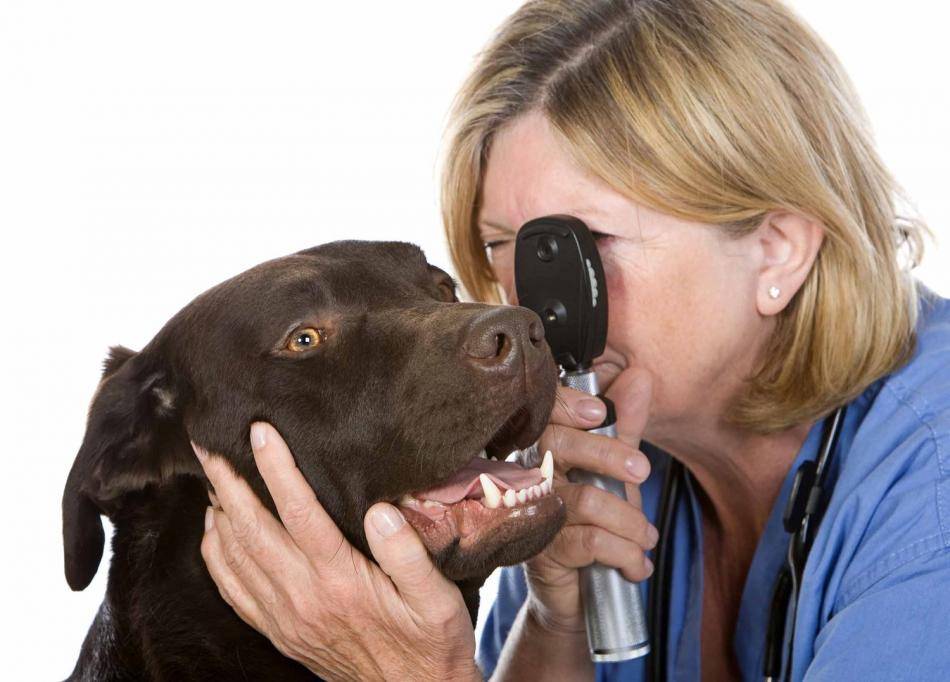 Бордетеллиоз или вольерный кашель у собак