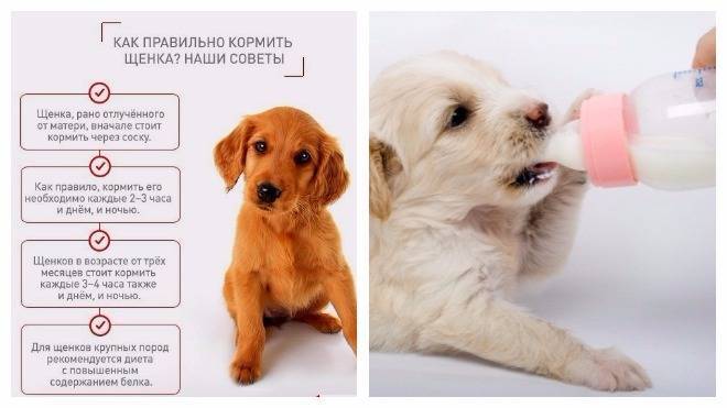 Как правильно выбрать щенка, породистого или беспородного: как определиться с породой и классом, какие документы и прививки должны быть у щенка