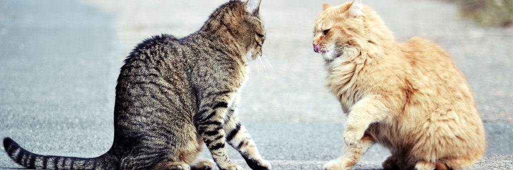 Внезапное проявление агрессии у кошки. в чем причина и как с этим бороться? | | блог ветклиники "беланта"