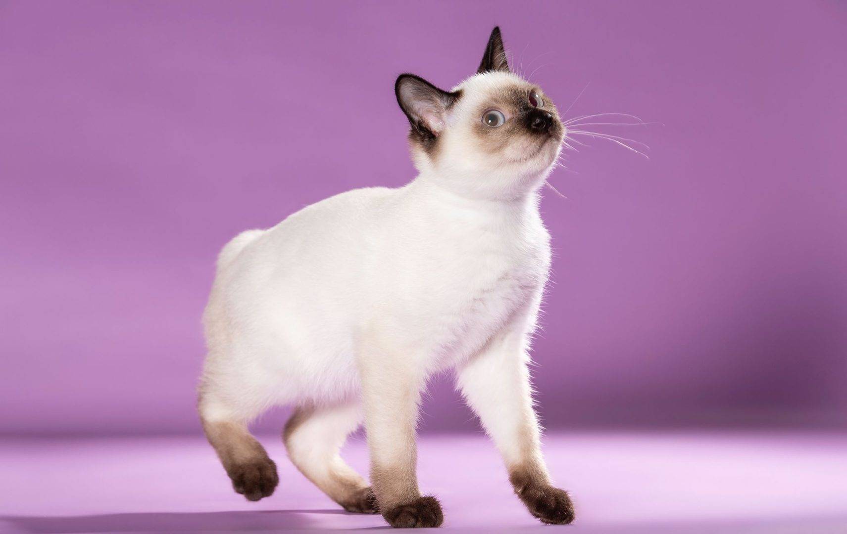 Курильский бобтейл: фото, описание породы кошек, характер, цена