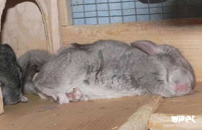 Как спят кролики декоративные. как спят декоративные кролики
