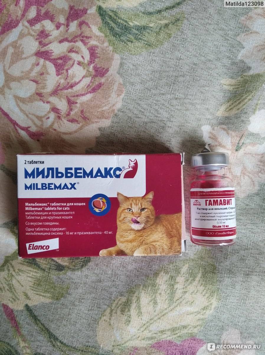 Как выбрать препарат от глистов для кошки