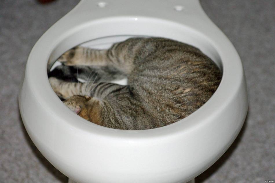 Почему может краснеть попа у котов: причины езды на ней по ковру после туалета