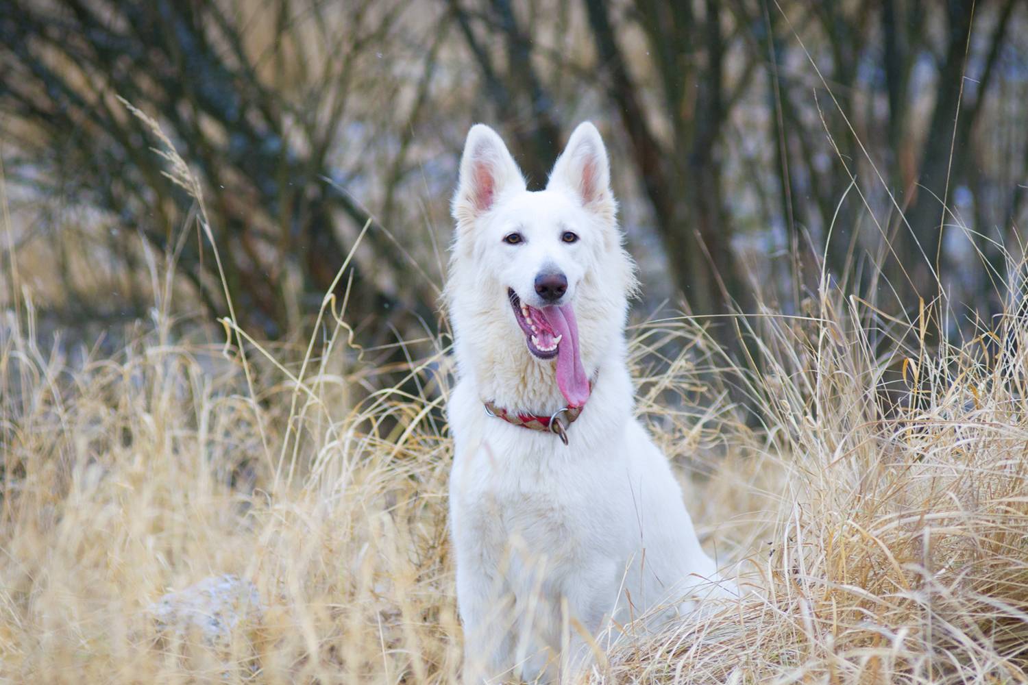 Бшо белая швейцарская овчарка собака. описание, уход и цена породы | sobakagav.ru