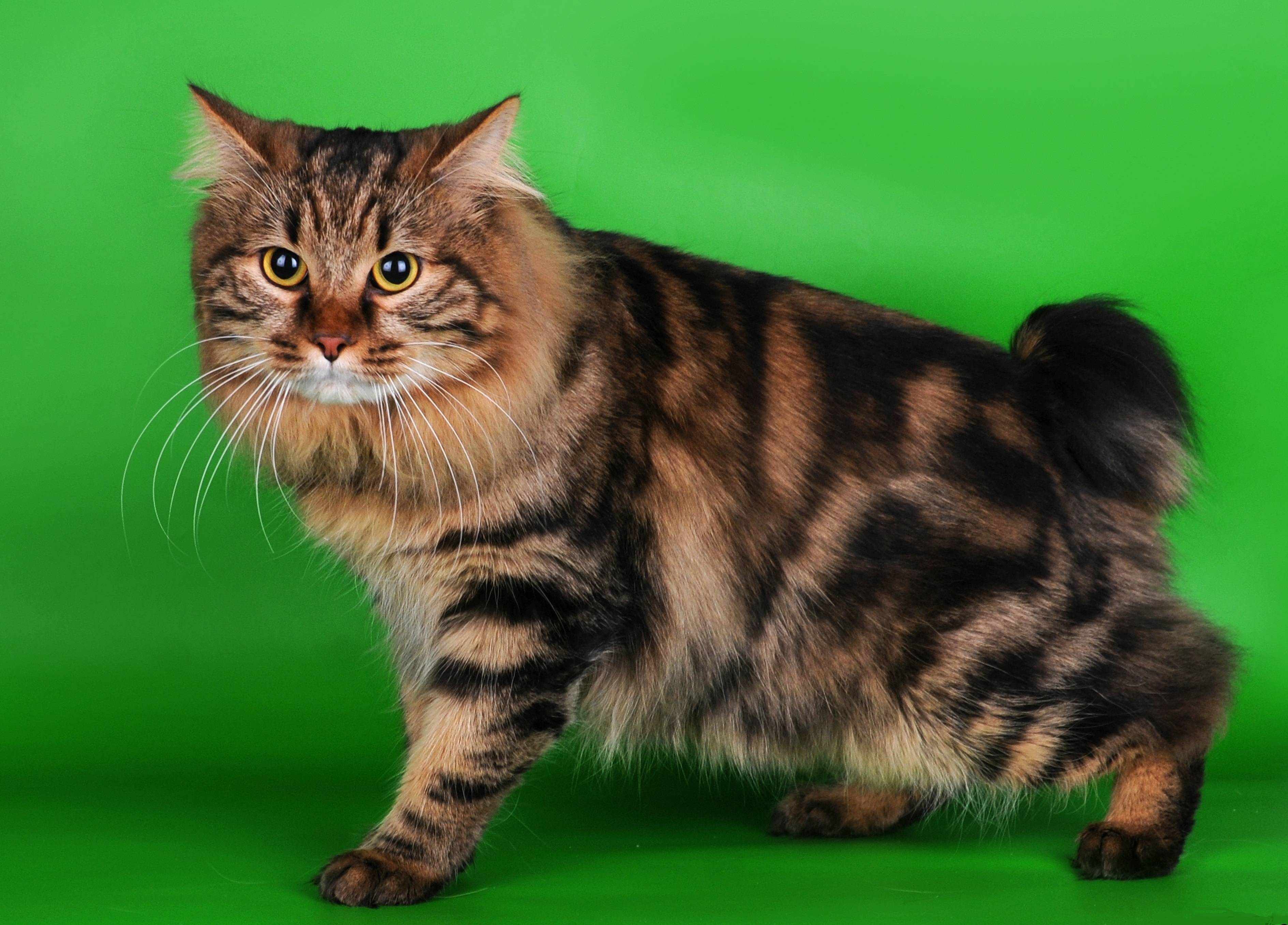 Курильский бобтейл: описание породы кошек, котята, цена, фото