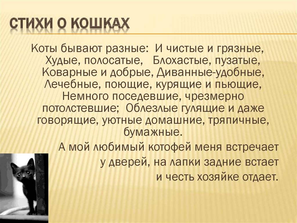 5 фактов о коте. Стих про кошку. Интересные кошки. Интересные стихи про кошек. Интересные факты о кошках.