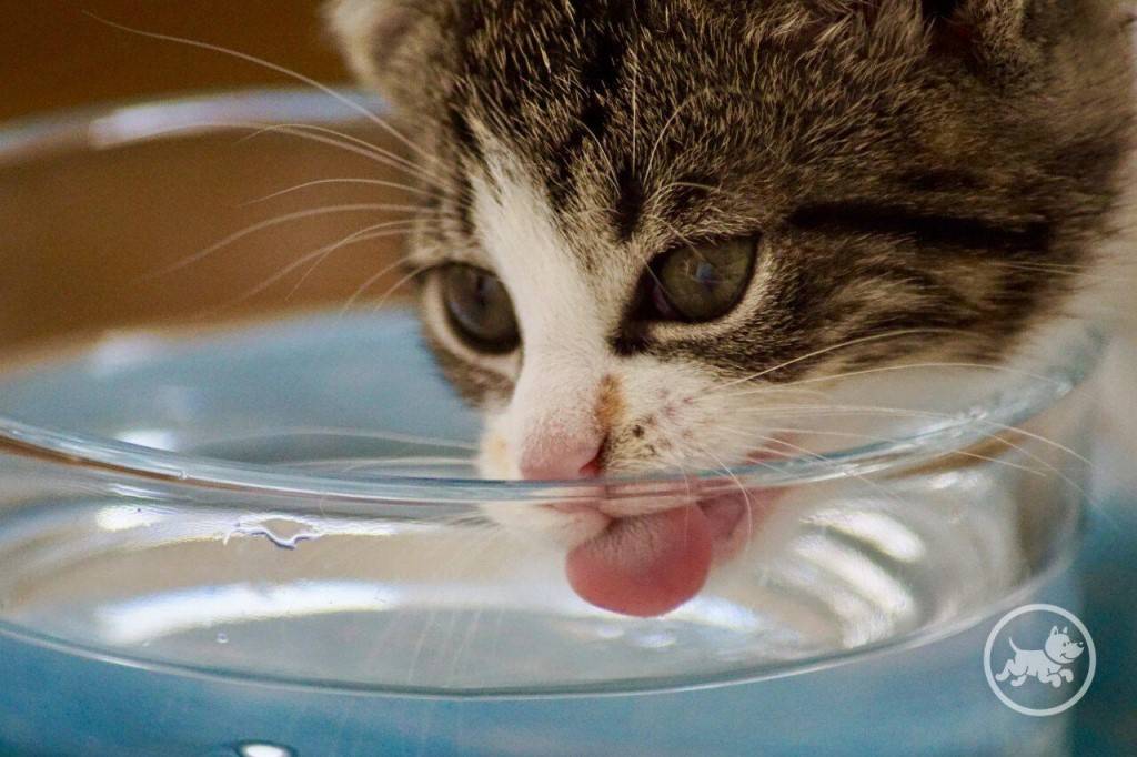 Как заставить кота пить больше воды