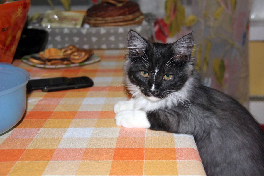 Как отучить кошку лазить по столам, воровать еду и прыгать на подоконник