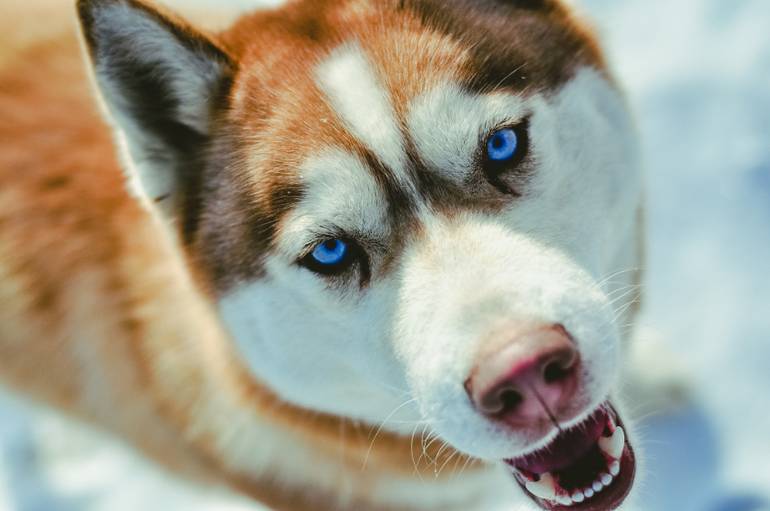 Лайка и хаски: различие пород собак