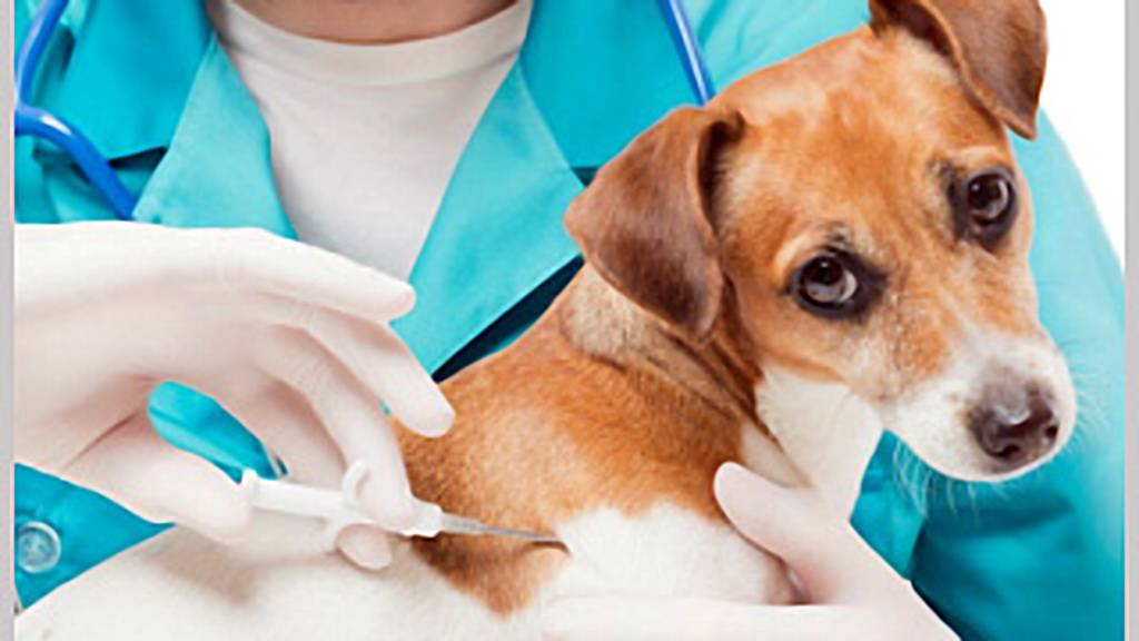 Чипирование собак и других домашних животных: правила процедуры, отзывы о вживлении электронного микрочипа
