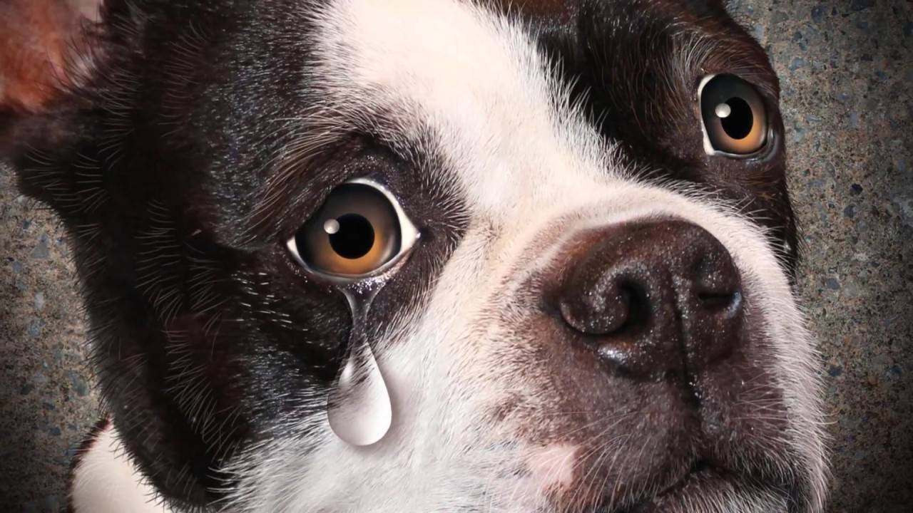 Могут ли кошки плакать реальными слезами боли или печали?