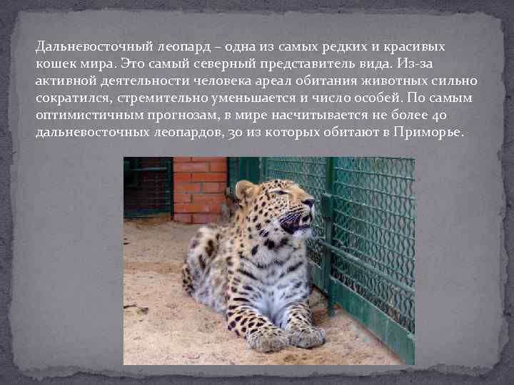 Красный волк: как выглядит, где обитаем, чем питается и интересные факты (фото)