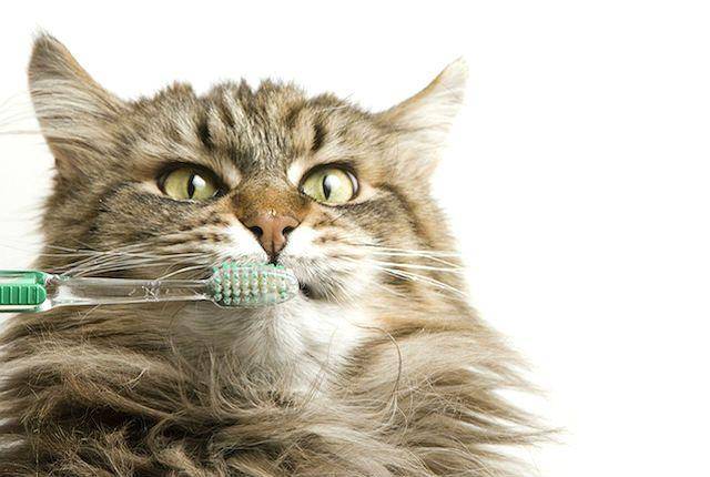 Запах из пасти кошки: причины и лечение