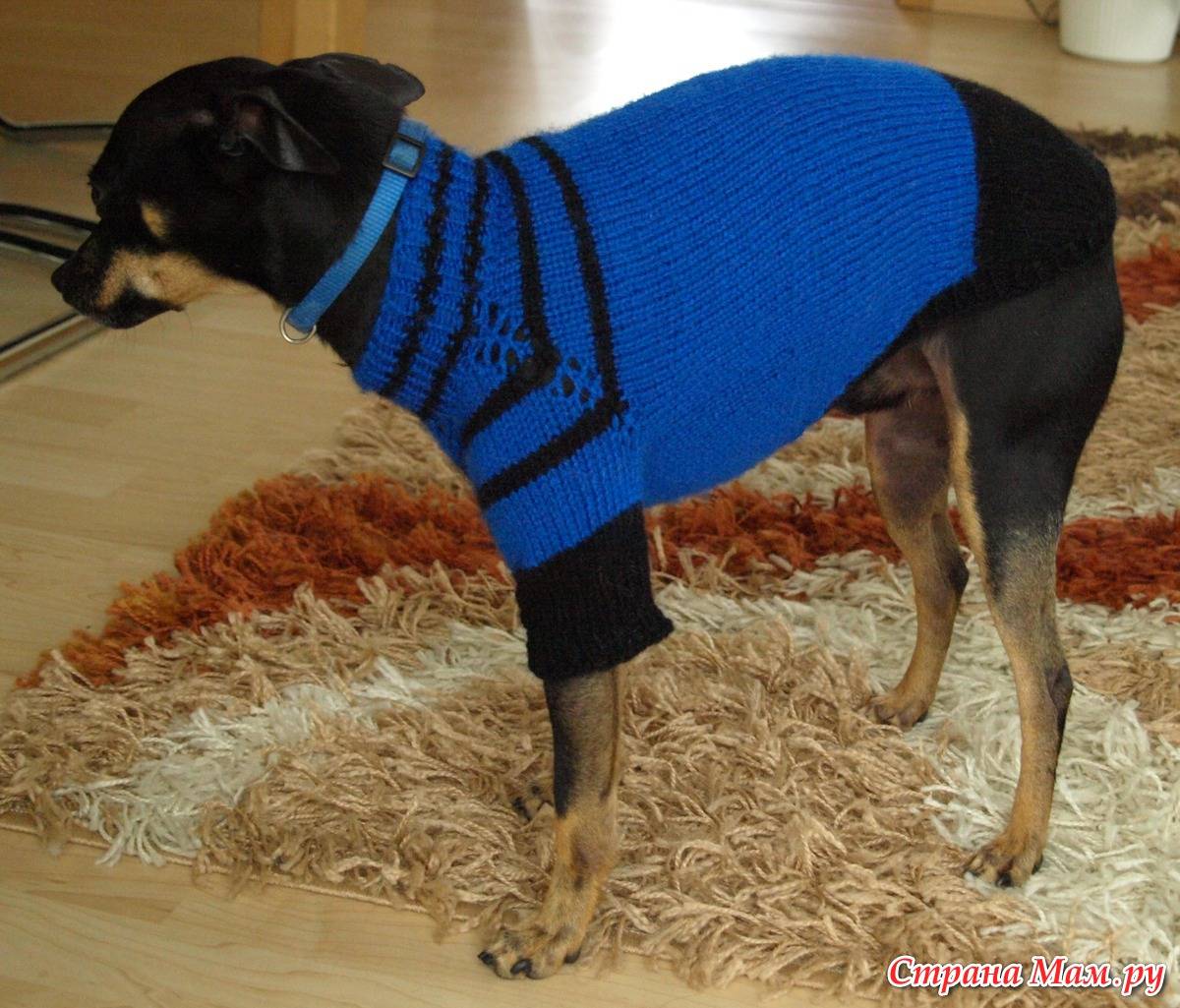 Как начинающему самостоятельно и правильно вязать свитеры для собак