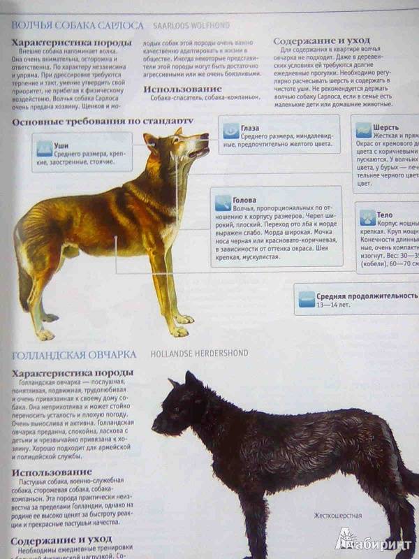 Бордер терьер собака. описание, особенности, уход и цена бордер терьера | sobakagav.ru