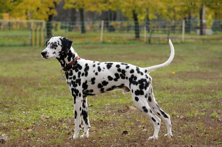 Далматин: 115 фото и характеристика породы собаки. стандарты породы и советы по уходу