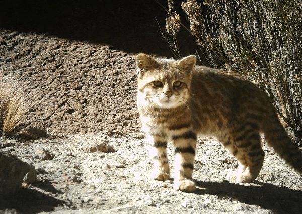 Андская кошка — скрытная хищница южноамериканских широт
