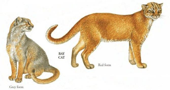 Особенности дикой длиннохвостой кошки