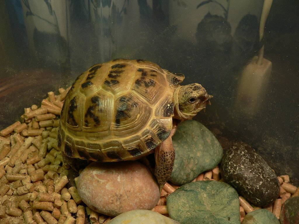 Среднеазиатская черепаха содержание и уход: фото-видео обзор