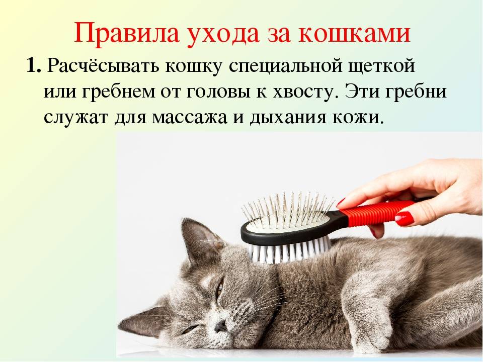 Уход и содержание кошки в домашних условиях