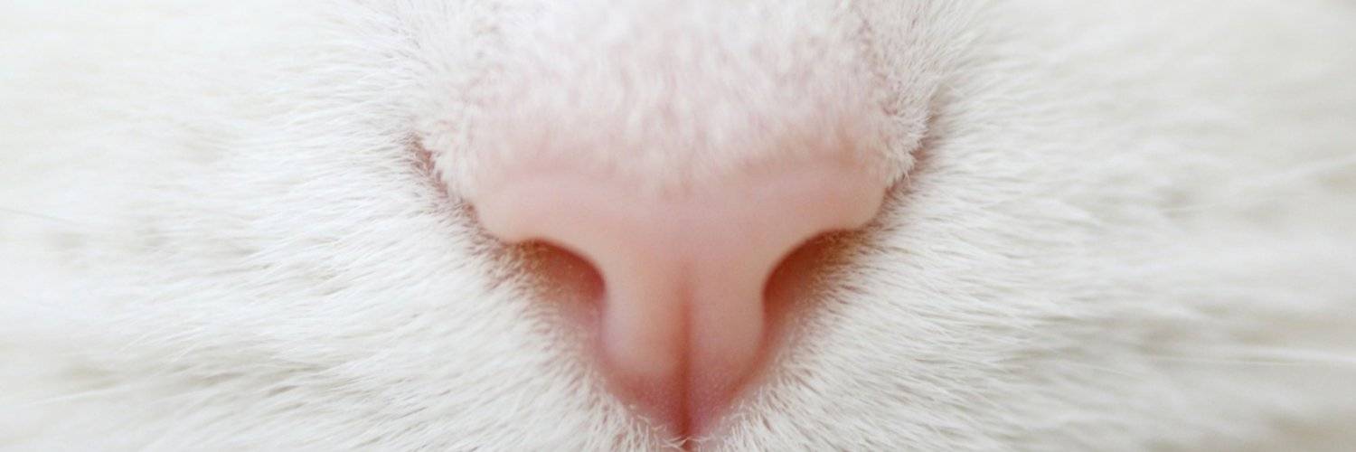 Мокрый нос у кошек