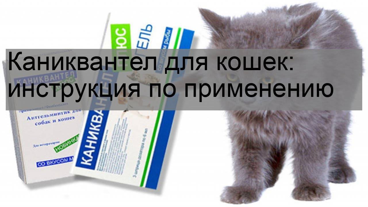 Ацилок для кошек и собак инструкция по применению 
ацилока в ветеринарии состав лекарства дозировка отзывы